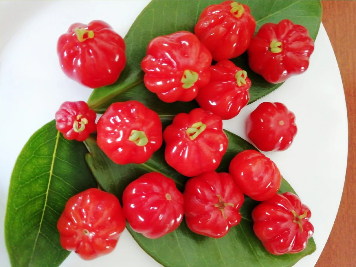 Surinam Cherry (Eugenia uniflora) - 1